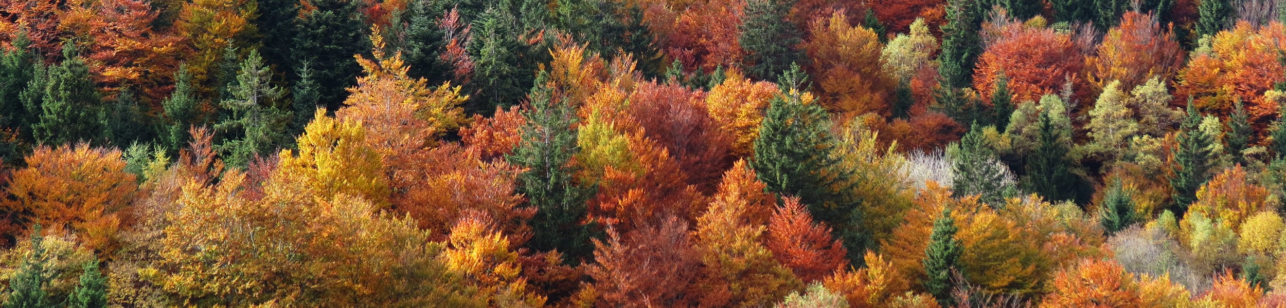 Farbenpracht im Herbstwald - Foto: Joachim Nock